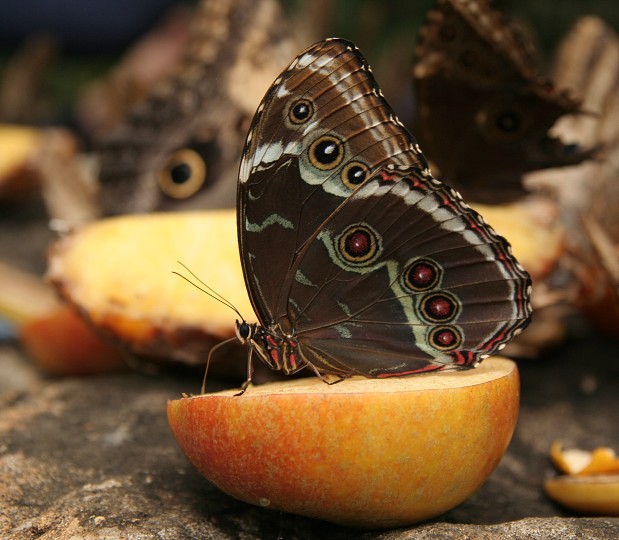 Zivotny cyklus motyla