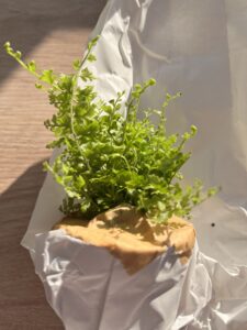 nadoba na rastlinne terarium rastlinne terarium rastlinne terarium cena rastlinne terarium navod rastlinne terarium predaj rastlinne terarium starostlivost rastliny do teraria rastliny vhodne do teraria terarium rastlinne uzavrete rastlinne terarium zatvorene rastlinne terarium zive rastliny do teraria