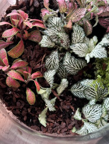 nadoba na rastlinne terarium rastlinne terarium rastlinne terarium cena rastlinne terarium navod rastlinne terarium predaj rastlinne terarium starostlivost rastliny do teraria rastliny vhodne do teraria terarium rastlinne uzavrete rastlinne terarium zatvorene rastlinne terarium zive rastliny do teraria