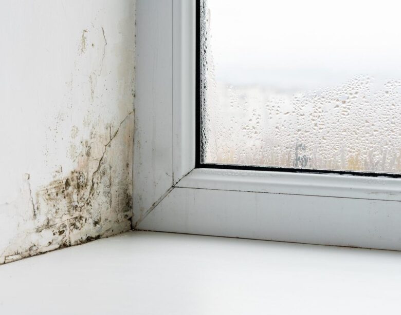 vlhke mury, vlhke seny, nater proti vlhkosti muriva